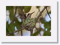 Ruby-throated Hummingbird on nest