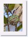 Ruby-throated Hummingbird on nest