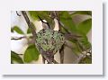 Ruby-throated Hummingbird landing on nest