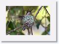 Ruby-throated Hummingbird landing on nest