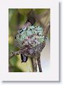 Ruby-throated Hummingbird on nest