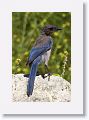 Scrub Jay