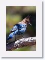 Steller's Jay