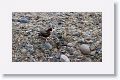 Black Oystercatcher