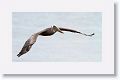 Brown Pelican