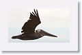 Brown Pelican