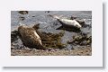 Harbor Seals at Point Lobos State Park