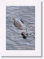 Harbor Seal at Point Lobos State Park