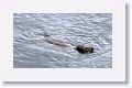 Harbor Seal at Point Lobos State Park