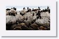 Brandt's Cormorants and Sea Lions