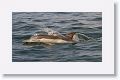 Long-beaked Common Dolphin