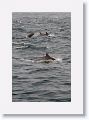 Some of the 700 Long-beaked Common Dolphins that swam by our boat