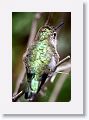 Anna's Hummingbird (female)