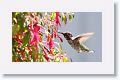 Anna's Hummingbird (subadult male)