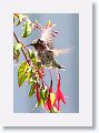 Anna's Hummingbird (subadult male)