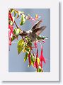 Anna's Hummingbird (subadult male)