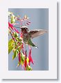 Anna's Hummingbird (subadult male)