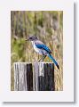 Scrub Jay