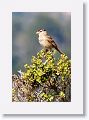 Chipping Sparrow