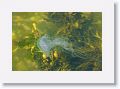 Jellyfish floating by the dock