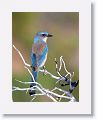 Western Scrub-jay.