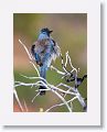 Western Scrub-jay.