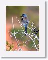 Western Scrub-jay.