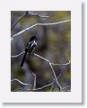 Rufous-sided Towee.