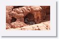 Desert Bighorn Sheep resting in the shade of an alcove.