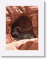 Desert Bighorn Sheep resting in the shade of an alcove.