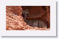 Desert Bighorn Sheep resting in the shade of an alcove.