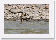 09CochaBlancoOxbow-105 * Neotropic Cormorant with lunch * Neotropic Cormorant with lunch