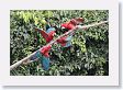 11MacawClayLick-046 * Red-and-Green Macaws * Red-and-Green Macaws