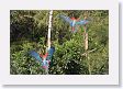 11MacawClayLick-078 * Red-and-Green Macaws * Red-and-Green Macaws