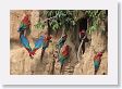 11MacawClayLick-110 * Red-and-Green Macaws * Red-and-Green Macaws