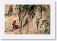 11MacawClayLick-111 * Red-and-Green Macaws * Red-and-Green Macaws