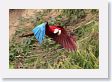 11MacawClayLick-113 * Red-and-Green Macaw * Red-and-Green Macaw