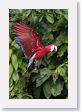 11MacawClayLick-115 * Red-and-Green Macaw * Red-and-Green Macaw