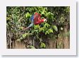 11MacawClayLick-117 * Red-and-Green Macaw * Red-and-Green Macaw