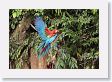 11MacawClayLick-118 * Red-and-Green Macaws * Red-and-Green Macaws