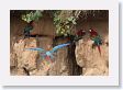 11MacawClayLick-120 * Red-and-Green Macaws * Red-and-Green Macaws