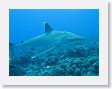 Avatoru26 * Silvertip shark. * Silvertip shark.