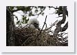 BirdIsland27 * Red-footed Booby chick. * Red-footed Booby chick.