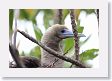 BirdIsland30 * Red-footed Booby. * Red-footed Booby.