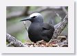 BirdIsland42 * Black Noddy. * Black Noddy.