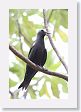 BirdIsland43 * Black Noddy. * Black Noddy.