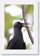 BirdIsland44 * Black Noddy. * Black Noddy.