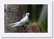 BirdIsland46 * Common Fairy-Tern. * Common Fairy-Tern.