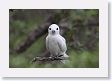 BirdIsland47 * Common Fairy-Tern. * Common Fairy-Tern.