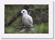 BirdIsland49 * Common Fairy-Tern. * Common Fairy-Tern.